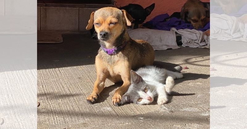 En este momento estás viendo Advierte Seguridad Pública de Tecomán sobre sanciones por maltrato animal