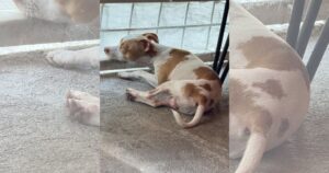 Lee más sobre el artículo Urge mayor apoyo de autoridades para campañas de esterilización en Tecomán: asociación ‘Siempre Seré Tu Voz’