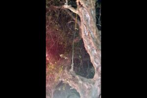 Lee más sobre el artículo Hallan a hombre sin vida en un rancho de Tecomán