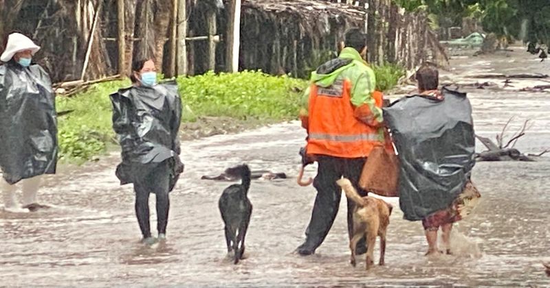 En este momento estás viendo Persisten casos de abandono de mascotas en playas de Tecomán; sociedad muestra poco compromiso: ‘Siempre Seremos Tu Voz’