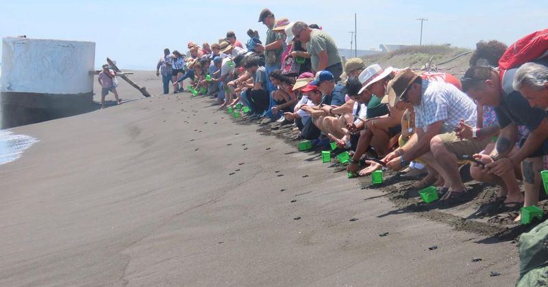 En este momento estás viendo ¡Comienza la magia! Inicia la liberación de tortugas en el Tortugario de Cuyutlán