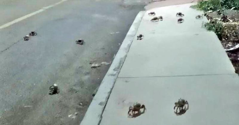 En este momento estás viendo Alertan sobre riesgo de consumir ‘moyas’ en Boca de Pascuales