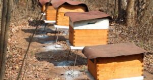 Lee más sobre el artículo Llama presidente del Sistema Apícola de Colima a extremar precauciones ante ataques de abejas