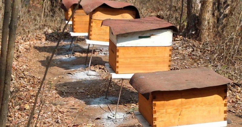 En este momento estás viendo Llama presidente del Sistema Apícola de Colima a extremar precauciones ante ataques de abejas