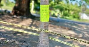 Lee más sobre el artículo Persistente peligro por enjambre de abejas en Caleras, alerta la presidenta de la Junta Municipal