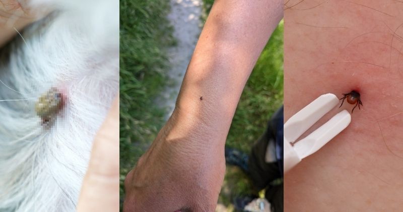 En este momento estás viendo Preocupa en Tecomán alta incidencia de enfermedades transmitidas por garrapatas