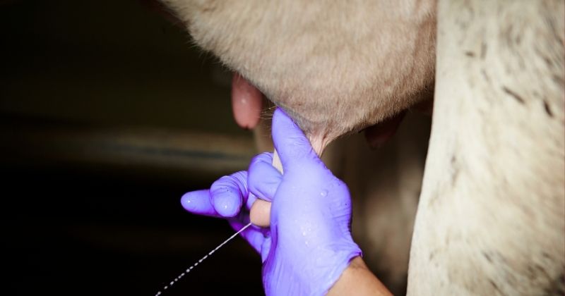 En este momento estás viendo Advierten sobre riesgos de consumir leche bronca: puede causar brucelosis y tuberculosis