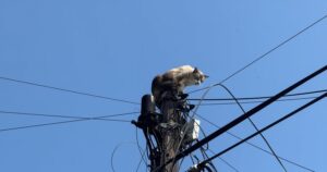 Lee más sobre el artículo Unidad Municipal de Protección Civil rescata a gato atrapado sobre un poste en Lomas de Circunvalación