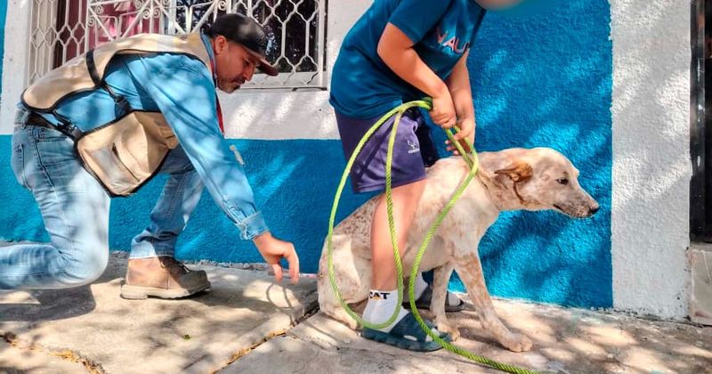 En este momento estás viendo Salud Colima inicia Semana nacional de vacunación gratuita antirrábica canina y felina 2025