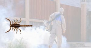 Lee más sobre el artículo Refuerzan fumigación en escuelas de Tecomán por presencia de alacranes