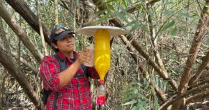 Lee más sobre el artículo Estudian escarabajos que podrían atacar a manglares