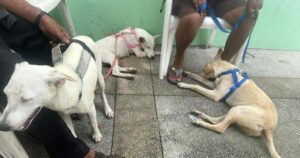 Lee más sobre el artículo Asociación apoya en esterilización de perros abandonados en zonas rurales de Tecomán