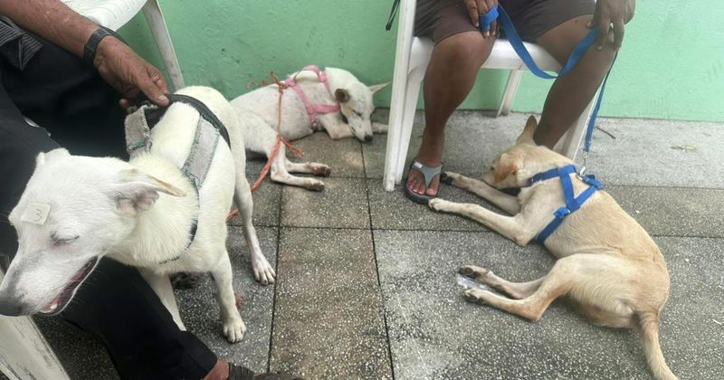 En este momento estás viendo Asociación apoya en esterilización de perros abandonados en zonas rurales de Tecomán