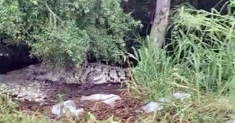 En este momento estás viendo Detectan cocodrilos en el estero Palo Verde; piden precaución a automovilistas y pescadores