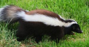 Lee más sobre el artículo Veterinarios alertan sobre riesgo de rabia en Colima: piden reforzar la vacunación de mascotas