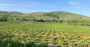 Lee más sobre el artículo Productores de Tecomán celebran decreto que permitirá regularizar concesiones de agua