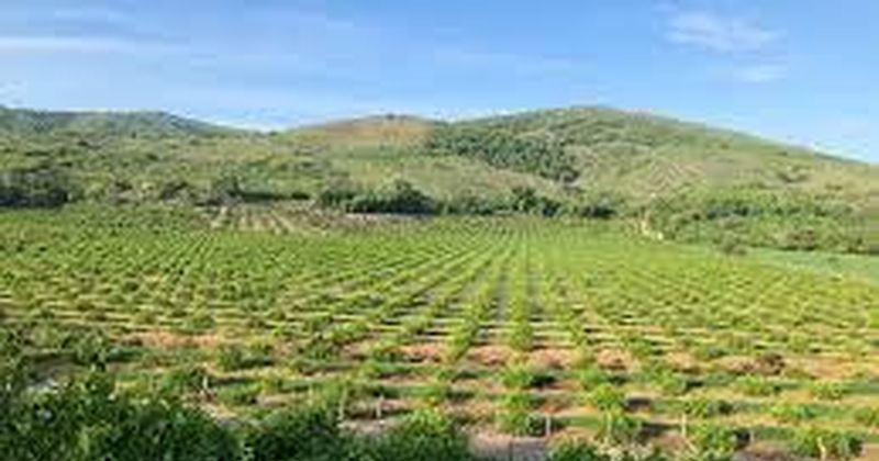 En este momento estás viendo Productores de Tecomán celebran decreto que permitirá regularizar concesiones de agua