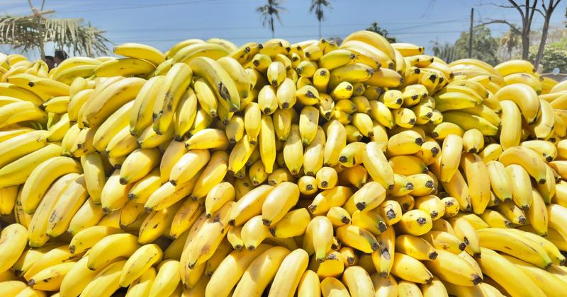 En este momento estás viendo Productores de plátano enfrentan crisis por caída de precios; advierten meses difíciles