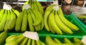 Lee más sobre el artículo Productores de plátano alertan sobre amenaza de hongo devastador