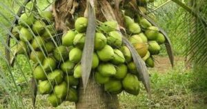 Lee más sobre el artículo Nuevas variedades de palma enana verde ofrecen mayor resistencia a plagas y ventajas para la industria