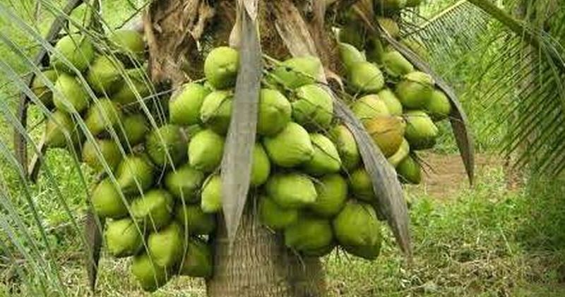 En este momento estás viendo Nuevas variedades de palma enana verde ofrecen mayor resistencia a plagas y ventajas para la industria