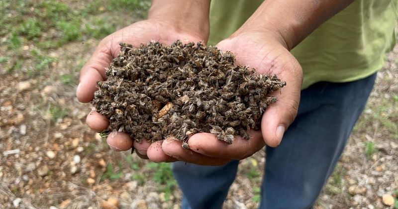 En este momento estás viendo Trabas legales frenan denuncias por muerte masiva de abejas en Colima