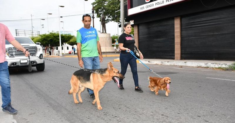 En este momento estás viendo Llaman a fomentar adopción y educación para frenar el abandono animal