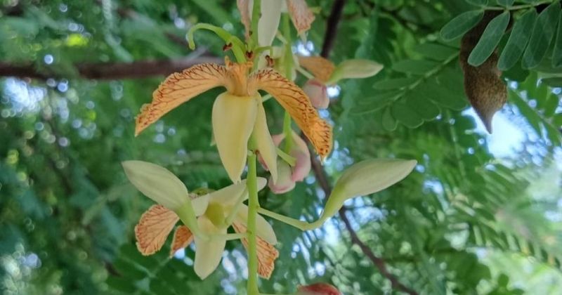 En este momento estás viendo Lluvias favorecen al campo tecomense; productores de tamarindo esperan buen ciclo