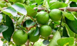 Lee más sobre el artículo Productores de limón en Colima enfrentan crisis prolongada por bajos precios