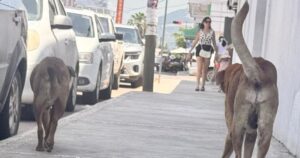 Lee más sobre el artículo ‘Siempre Seré Tu Voz’ reporta 72 casos de perritos con cáncer atendidos en Colima