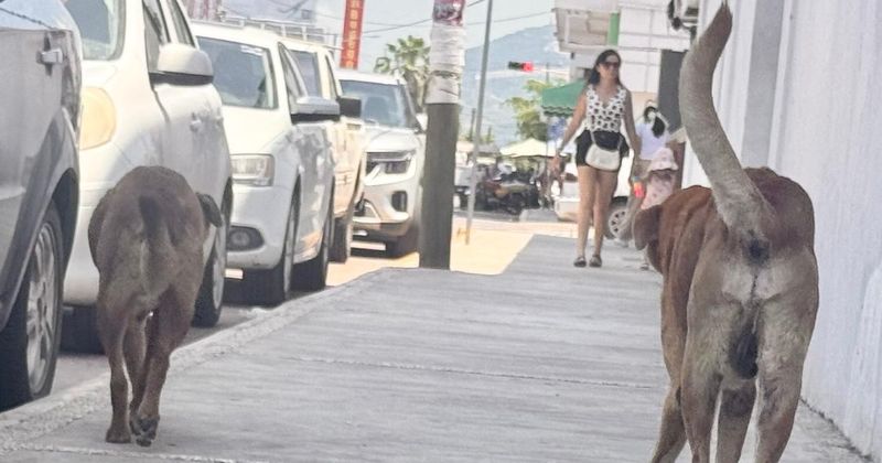 En este momento estás viendo ‘Siempre Seré Tu Voz’ reporta 72 casos de perritos con cáncer atendidos en Colima