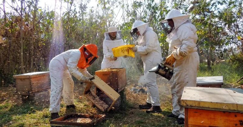 En este momento estás viendo Apicultores proponen capacitar a Protección Civil en manejo de enjambres