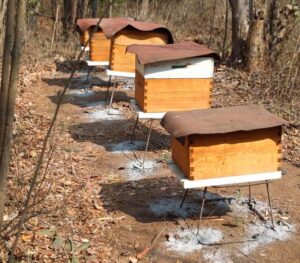 Lee más sobre el artículo Desaparecen miles de abejas y se afecta la producción de miel en Colima