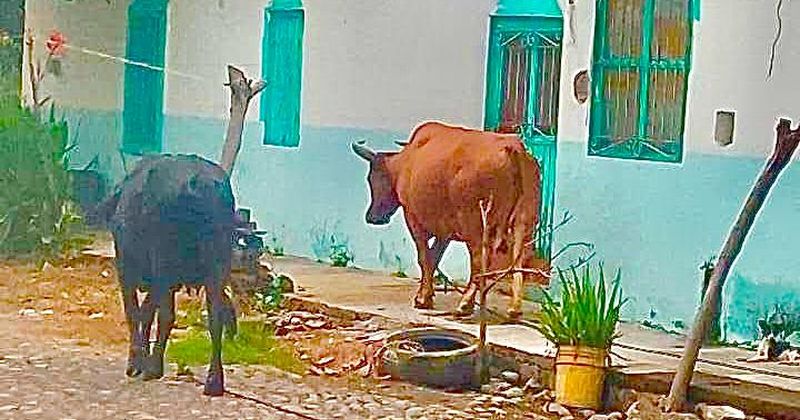 En este momento estás viendo Vecinos de la colonia La Cuarta denuncian problema con animales sueltos