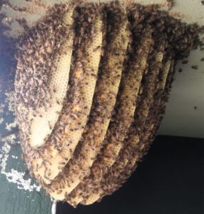 Lee más sobre el artículo Apicultor armeritense advierte sobre proliferación de abejas silvestres tras fumigaciones en Tecomán