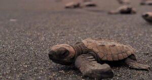 Lee más sobre el artículo Protegen tortugas marinas en Tecuanillo con participación voluntaria y controlada