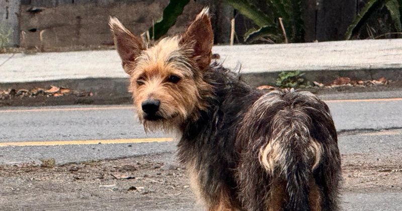 En este momento estás viendo El TVT, el cáncer más común en perros callejeros; piden campañas con enfoque social