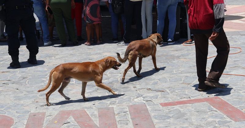 En este momento estás viendo Urgen políticas públicas con sentido social para el control animal: veterinario Octavio Urzúa