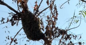 Lee más sobre el artículo Atienden enjambres de abejas en el panteón municipal de Tecomán