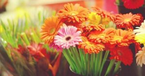 Lee más sobre el artículo Altos costos ponen en riesgo las tradiciones del Día de Muertos en Tecomán