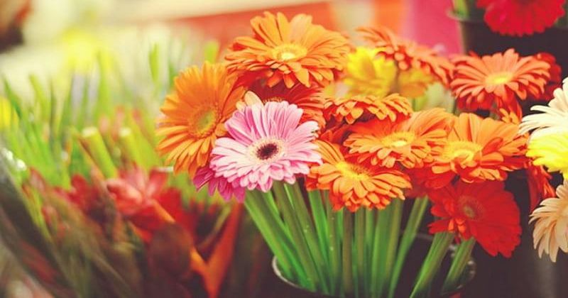 En este momento estás viendo Altos costos ponen en riesgo las tradiciones del Día de Muertos en Tecomán