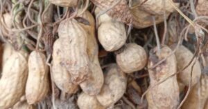 Lee más sobre el artículo Productores de Ixtlahuacán buscan posicionar el cacahuate local en el mercado internacional