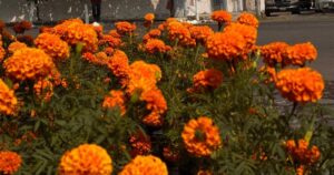 Lee más sobre el artículo Aumento en el precio de las flores provoca bajas ventas en Tecomán por Día de Muertos