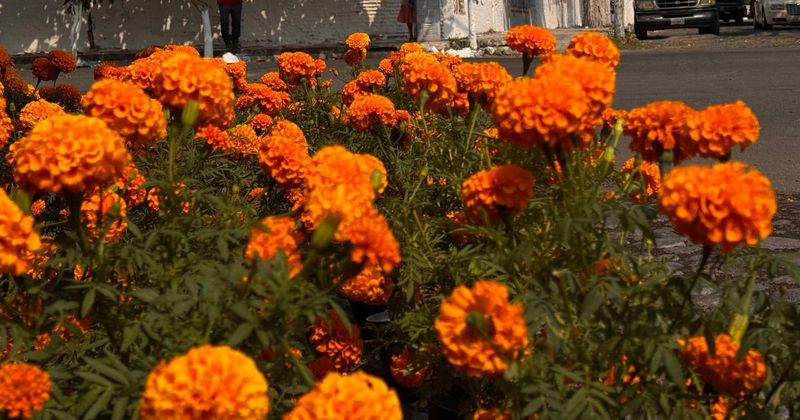 En este momento estás viendo Aumento en el precio de las flores provoca bajas ventas en Tecomán por Día de Muertos