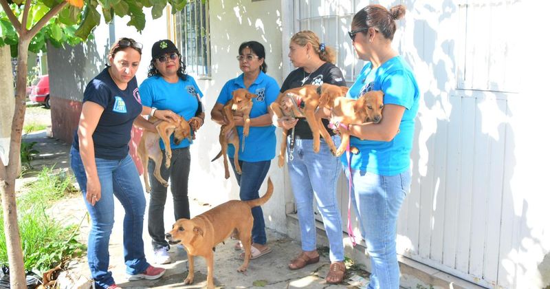 En este momento estás viendo Ayuntamiento de Colima rescata perritos tras reporte ciudadano en Lázaro Cárdenas