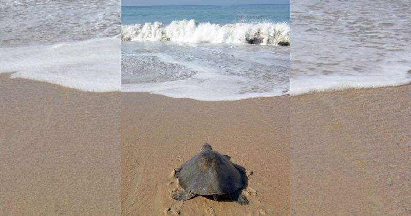 En este momento estás viendo En Pascuales ya no solo saquean huevos: también se llevan a las tortugas; denuncian falta de apoyo federal