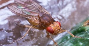 Lee más sobre el artículo ‘La mosca de la fruta representa un grave riesgo económico para productores’: Roberto Verduzco