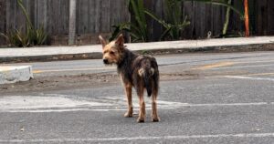 Lee más sobre el artículo ‘Siempre seré tu voz’ llama a reforzar la esterilización para reducir perros callejeros y enfermedades