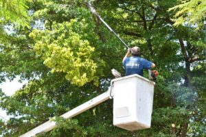 Lee más sobre el artículo Continúan trabajos de mantenimiento en parques y jardines de Colima