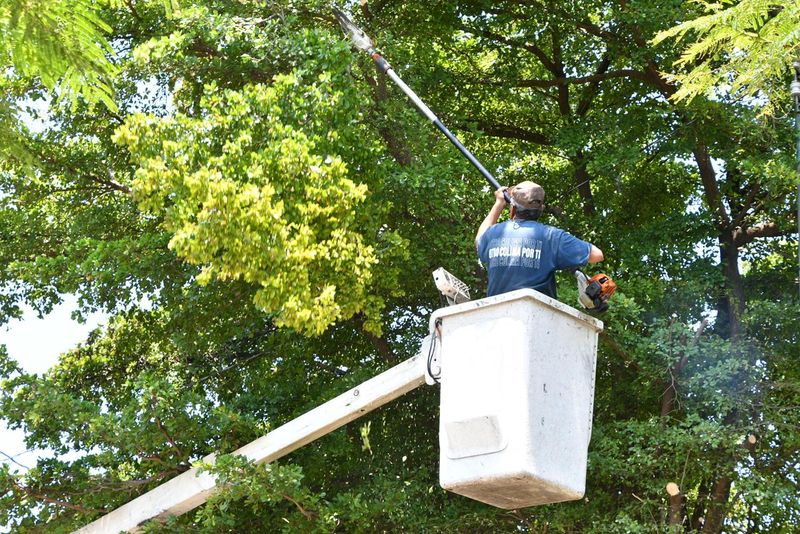 En este momento estás viendo Continúan trabajos de mantenimiento en parques y jardines de Colima